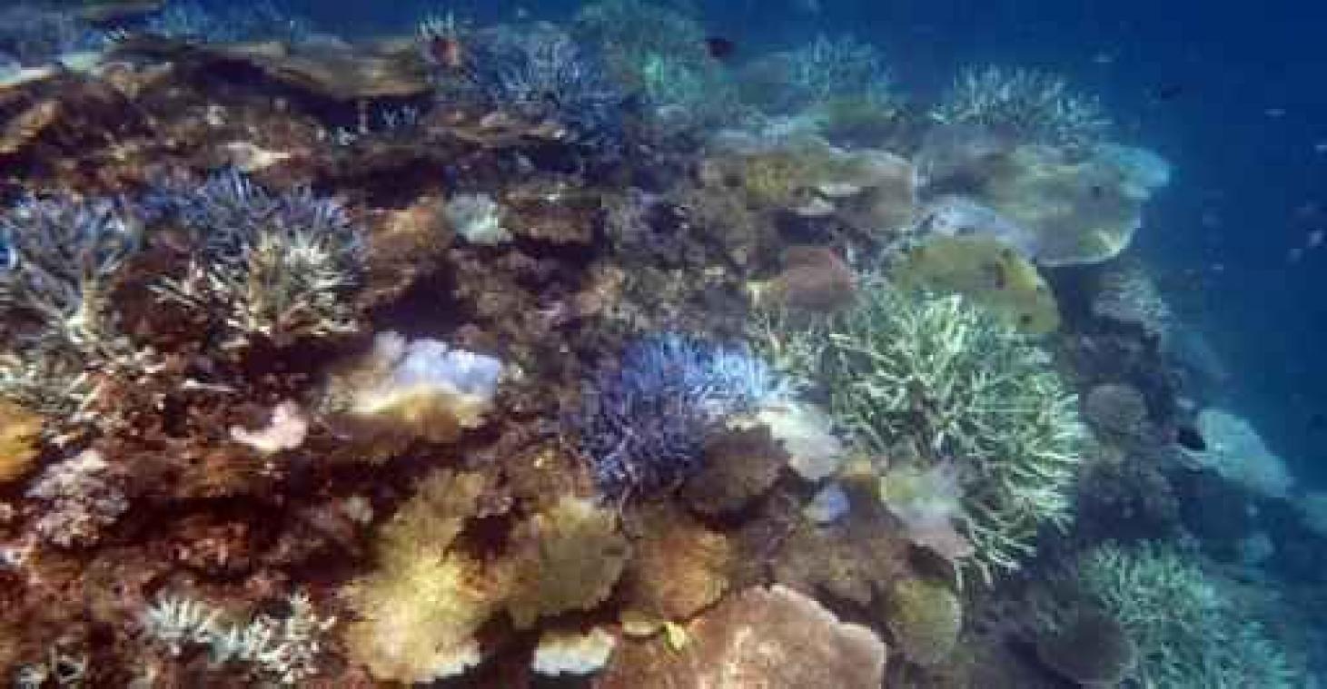 Verbleking Great Barrier Reef kan 750 miljoen dollar kosten