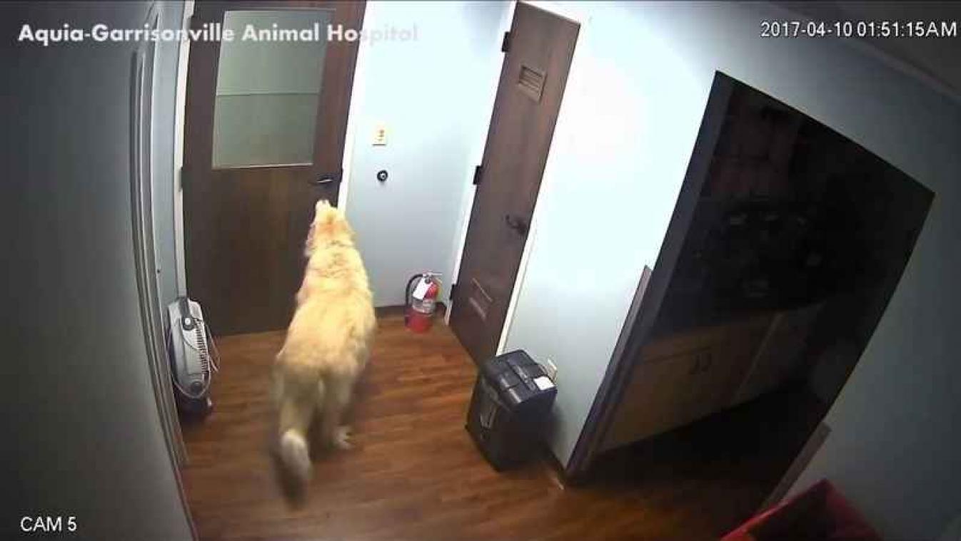 Gewiekste hond ontsnapt eenvoudig uit de dierenkliniek