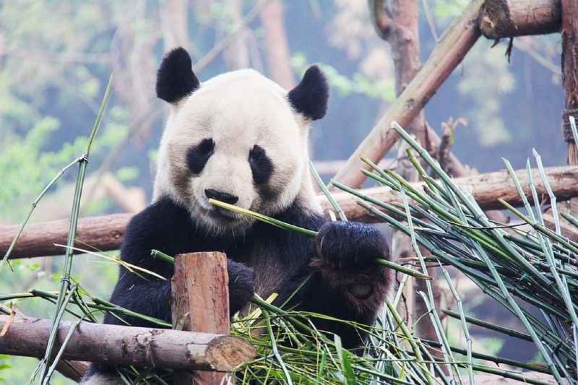 Ook Nederland krijgt nu twee reuzenpanda's