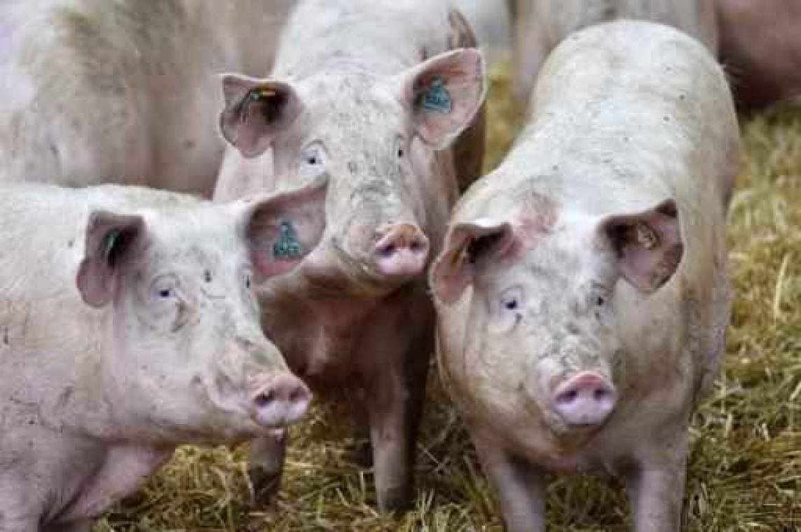 Ruim kwart varkensboeren wil stoppen