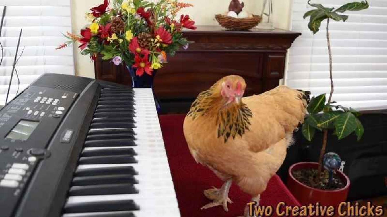 Deze hen is een heuse pianovirtuoos die zich zelfs aria's waagt