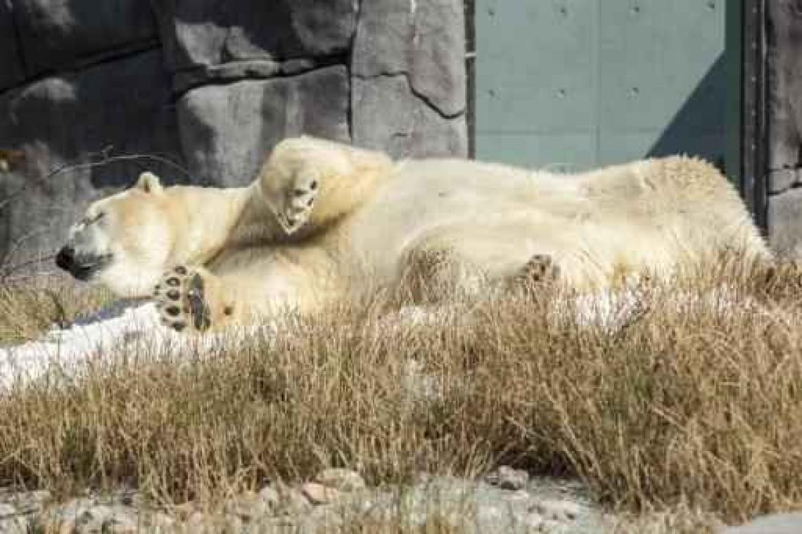 IJsberen in Kopenhaagse zoo voor het eerst samengezet