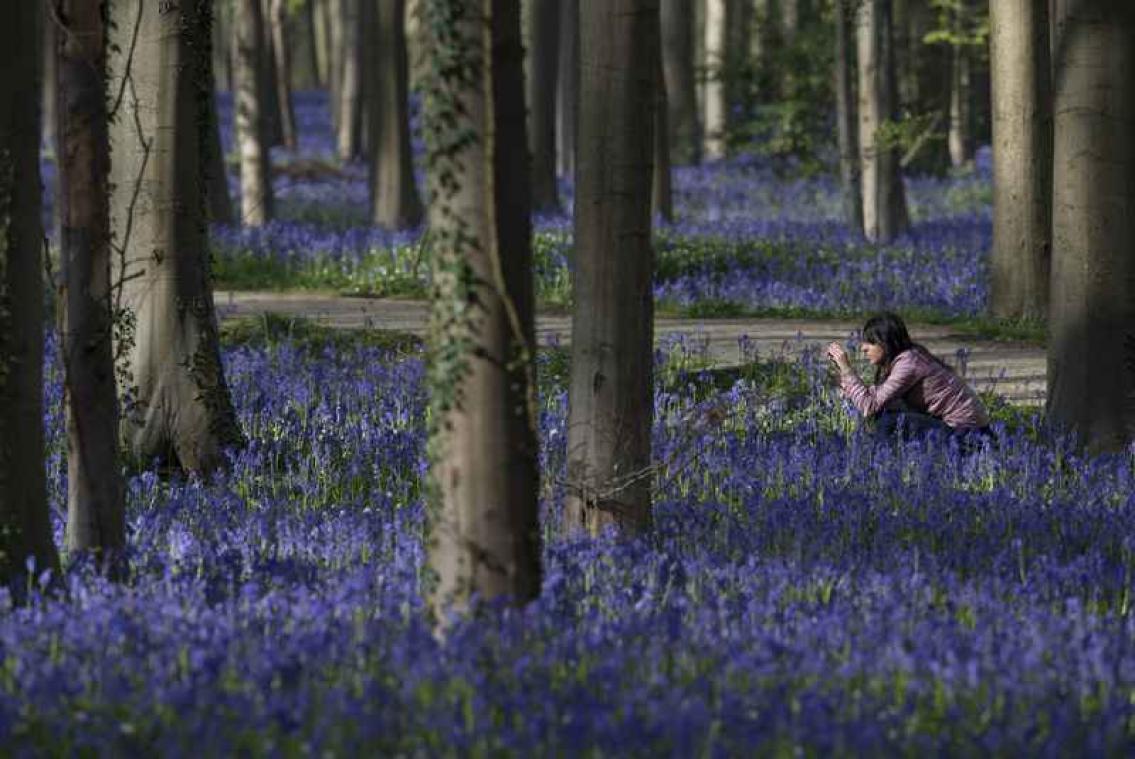 Hallerbos maakt zich op voor stormloop tijdens paasweekend