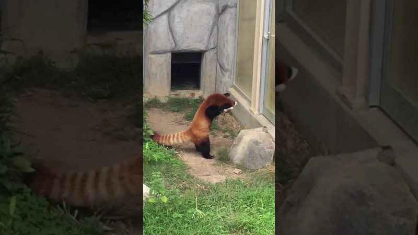 Schattige rode panda probeert rots te intimideren