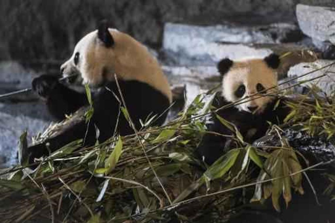 Walibi en Pairi Daiza vallen in de prijzen bij Diamond Themepark Awards