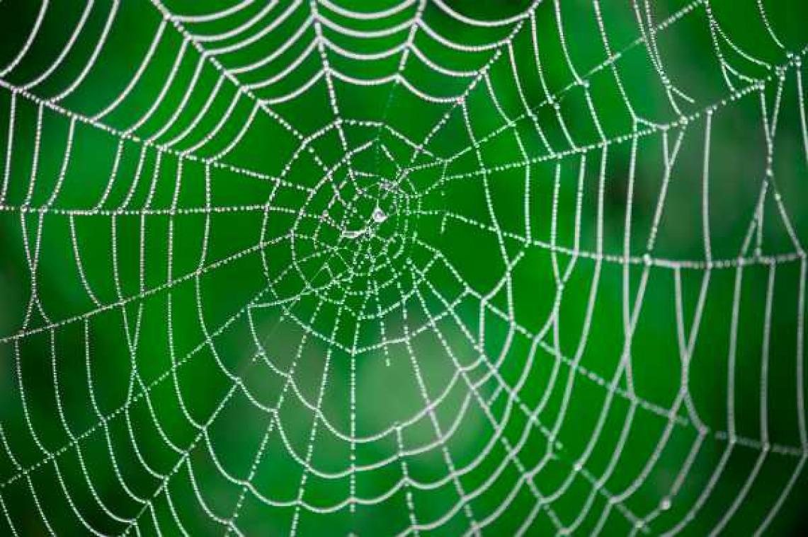 Wetenschappers creëren superspinnenwebben