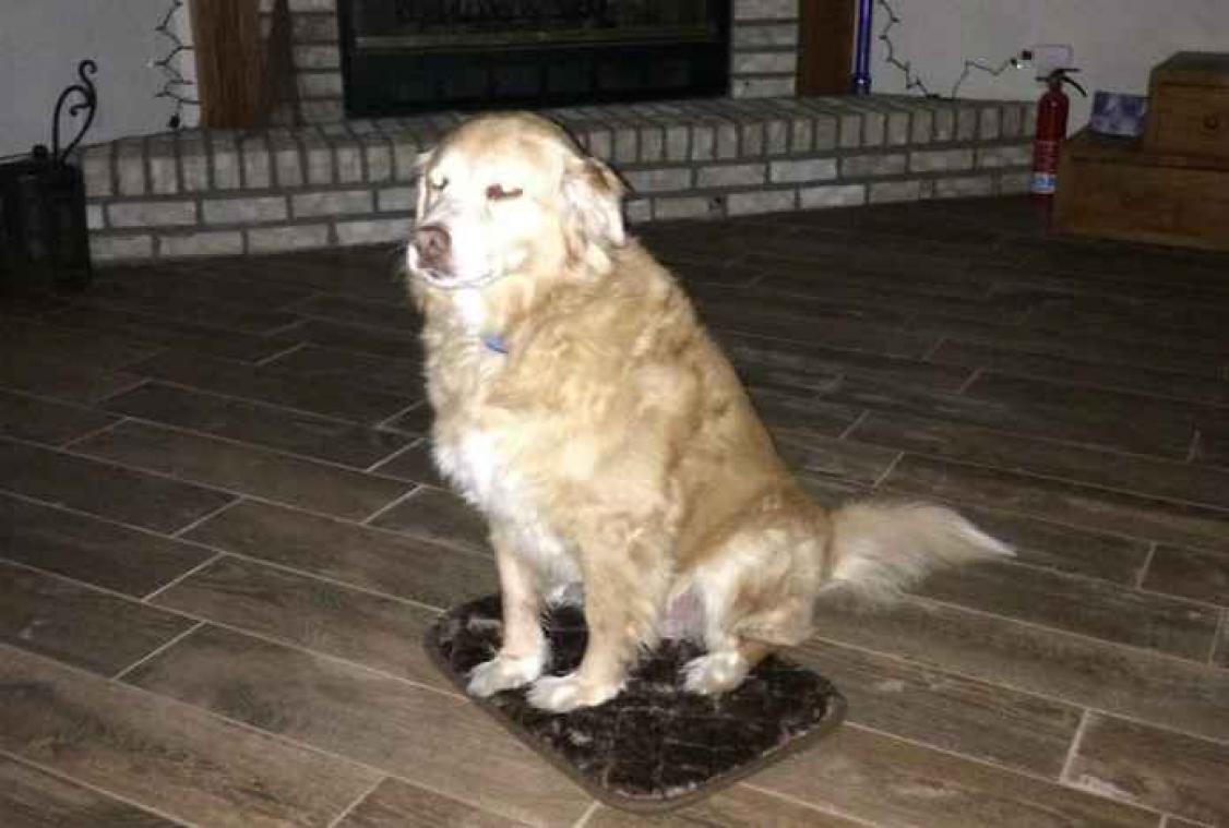 Hond is dankbaar voor piepklein cadeau