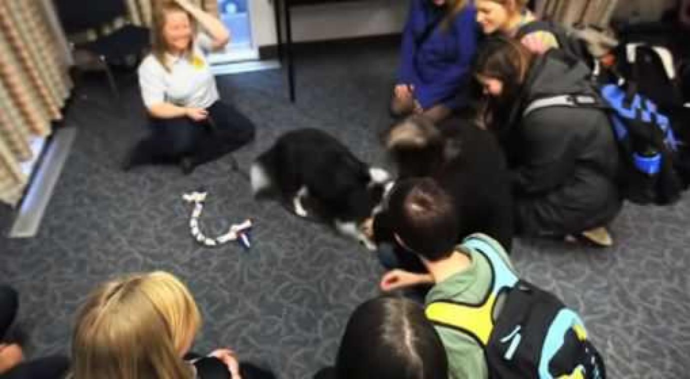Universiteit richt 'puppyruimte' in voor gestresseerde studenten