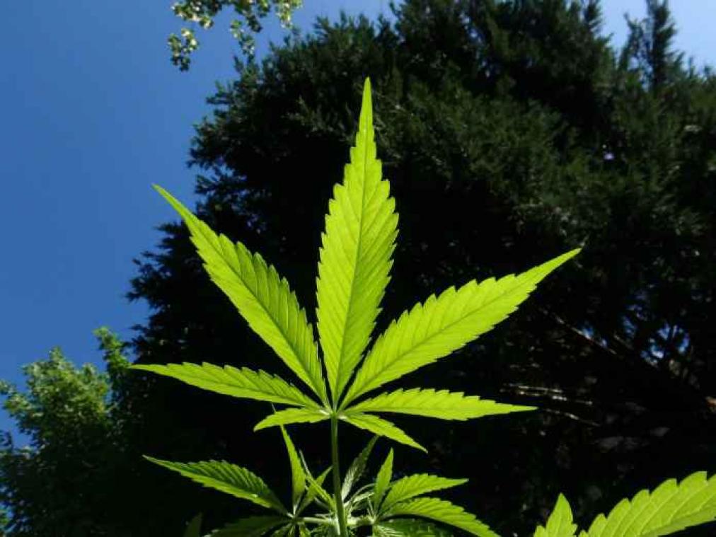 De eerste cannabiskerk is een feit