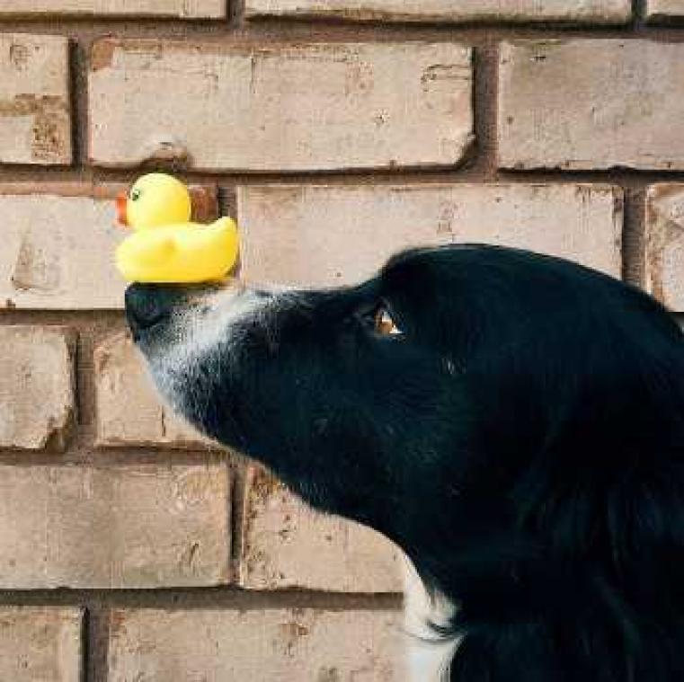 'Waar is Momo?' Kan jij de hond vinden?