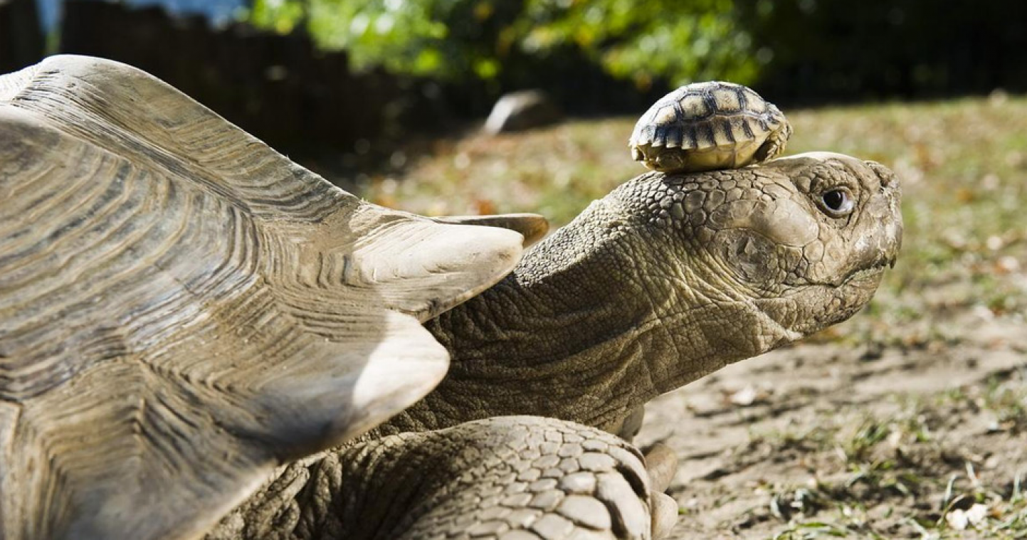 Moeder schildpad draagt kleintje op haar hoofd