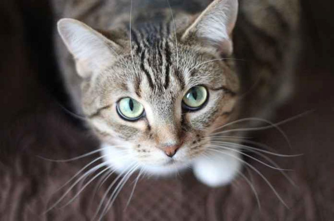 Katten hebben wél gezichtsexpressie