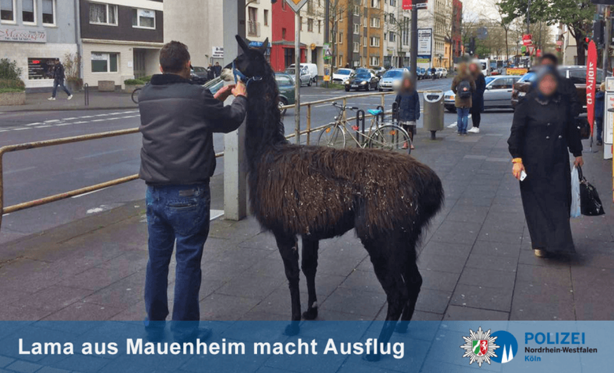 Kinderboerderij krijgt te maken met heuse ontsnapping