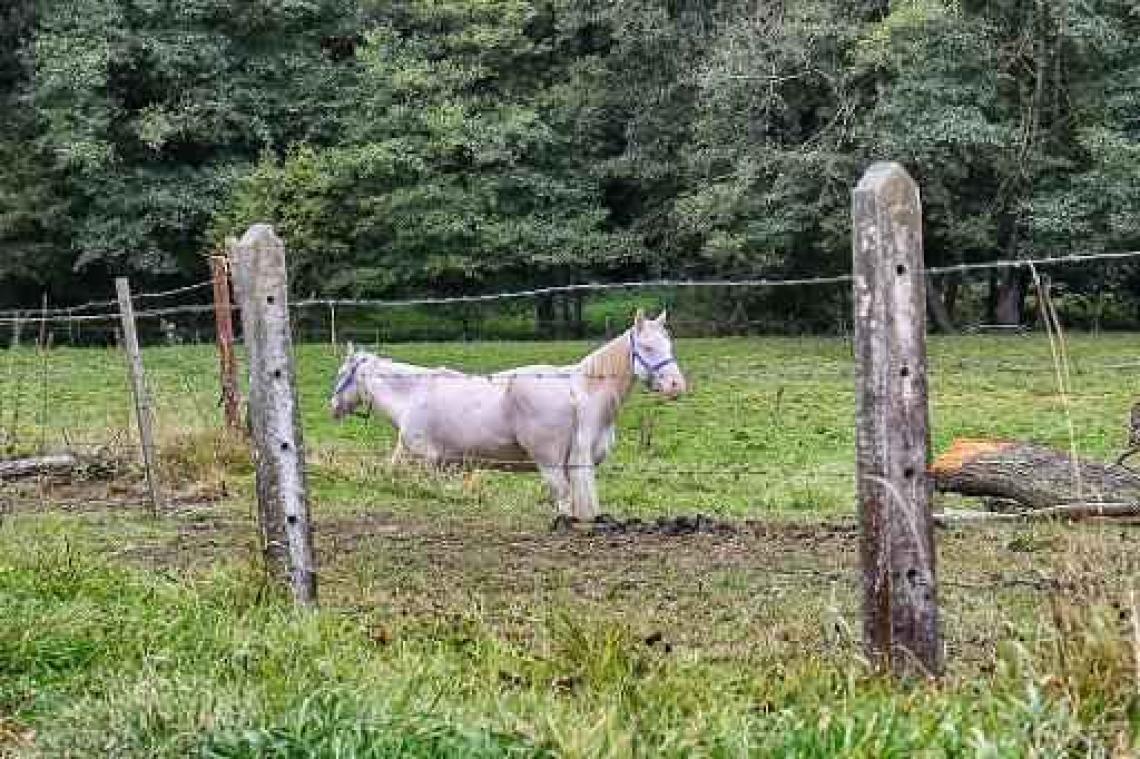 Waalse regering buigt zich over steviger statuut voor dieren
