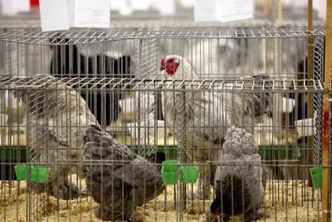 Vogelgriep - Ophokregeling voor professionele pluimveehouders wordt opgeheven