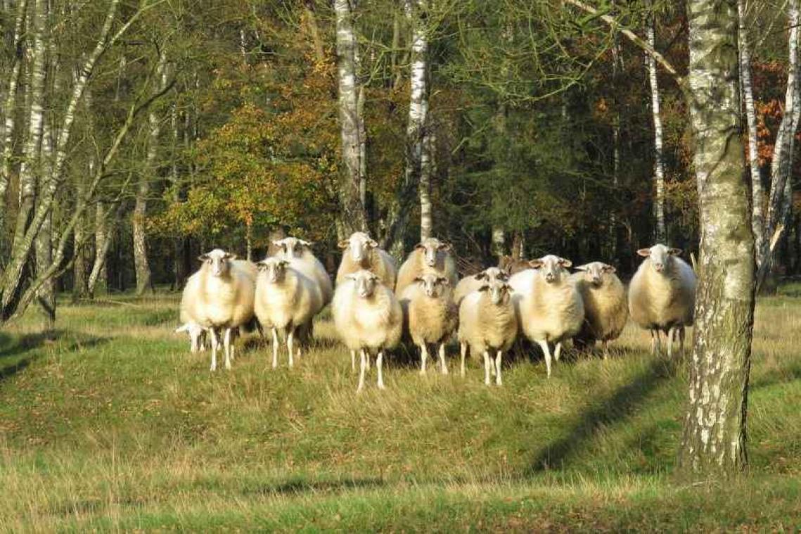 Studie bewijst intelligentie van schapen