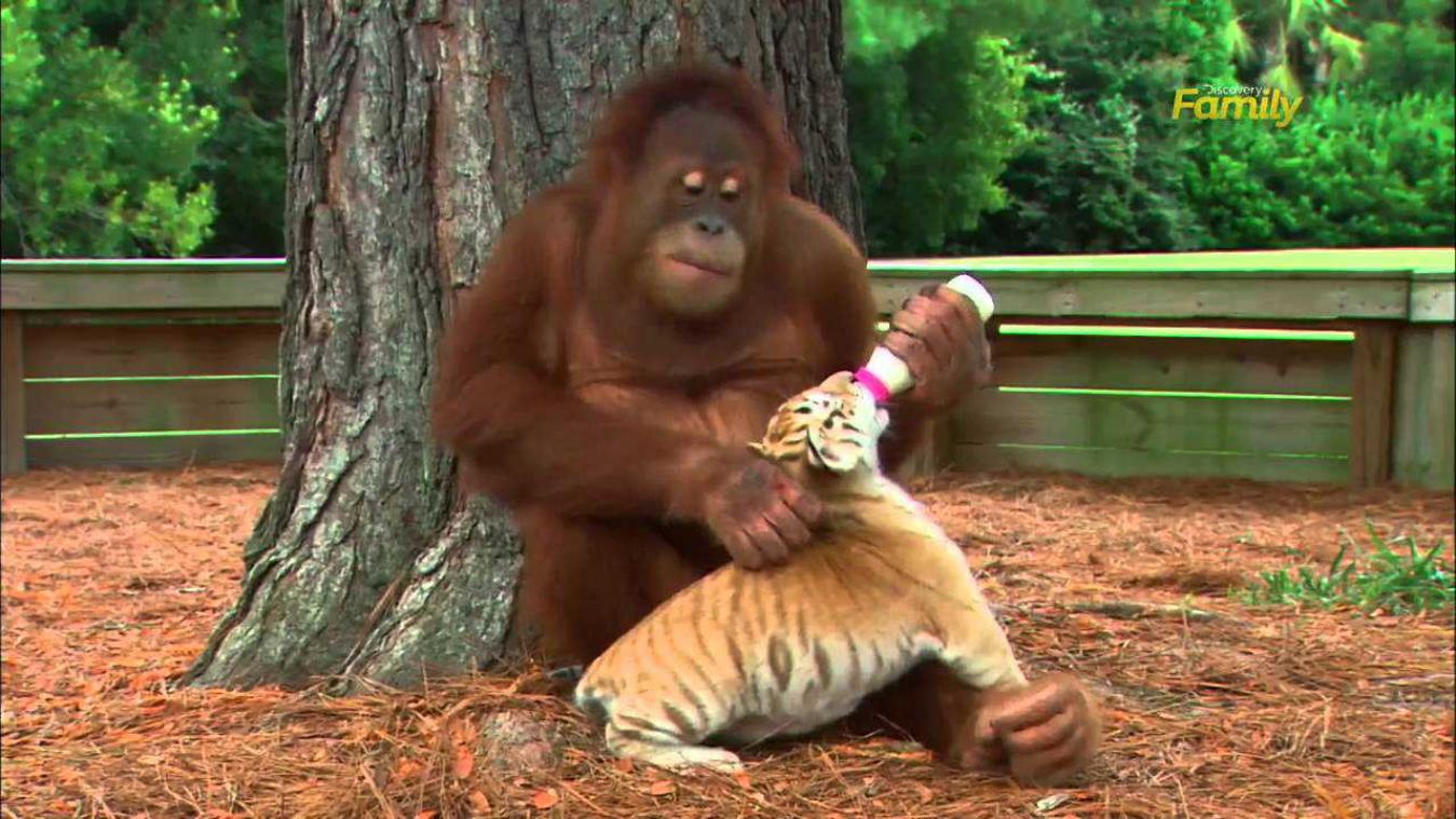 Orang-oetan verzorgt drie tijgerwelpen als eigen kinderen