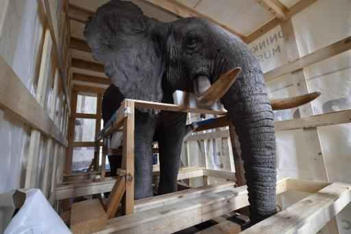 Opgezette olifant en giraf na drie jaar terug in Afrikamuseum in Tervuren