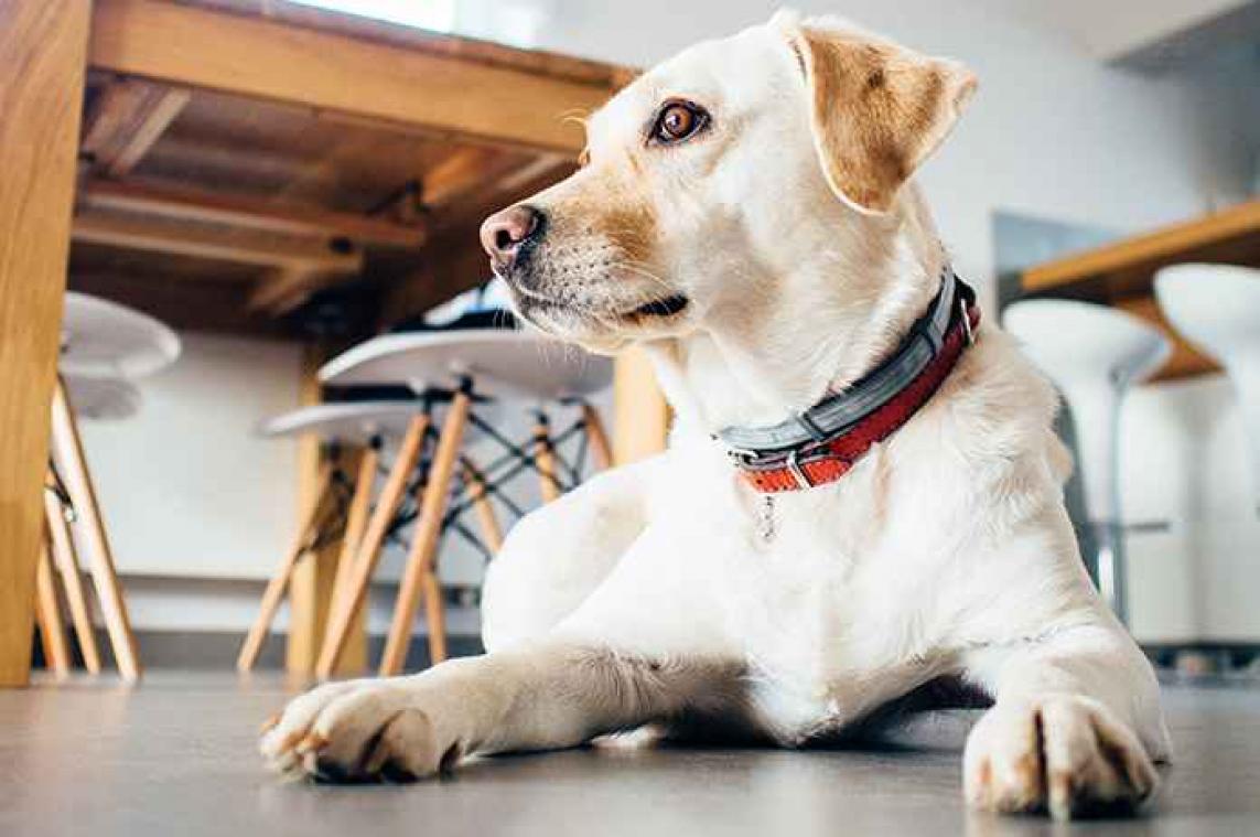 «Honden zijn de beste luisteraars»