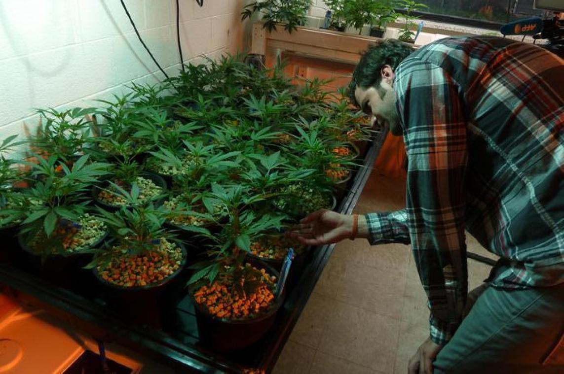 Legalisering cannabis breekt restauranthouders zuur op