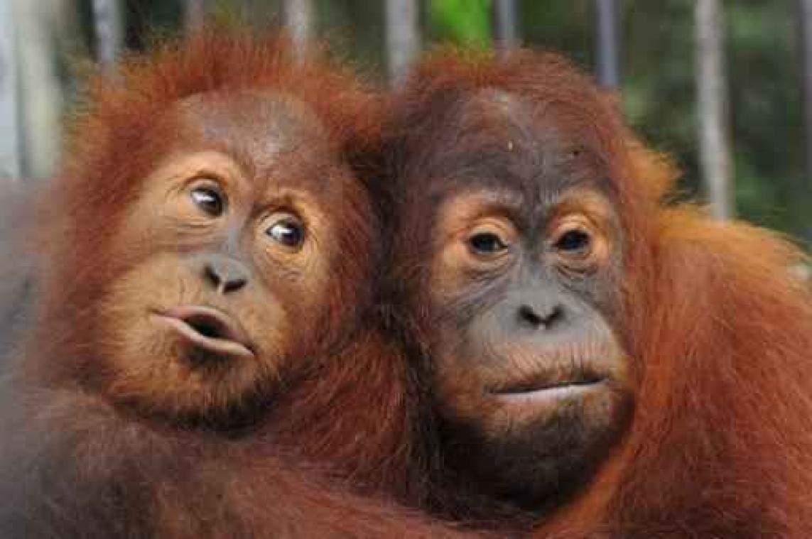 Nieuwste attractie in Pairi Daiza: drie Sumatraanse orang-oetans
