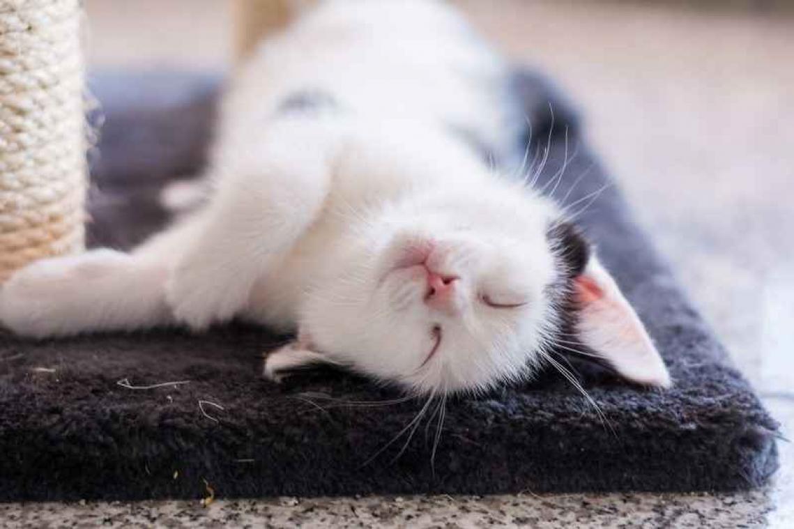 Sluwe kat eet in het geniep van twee walletjes