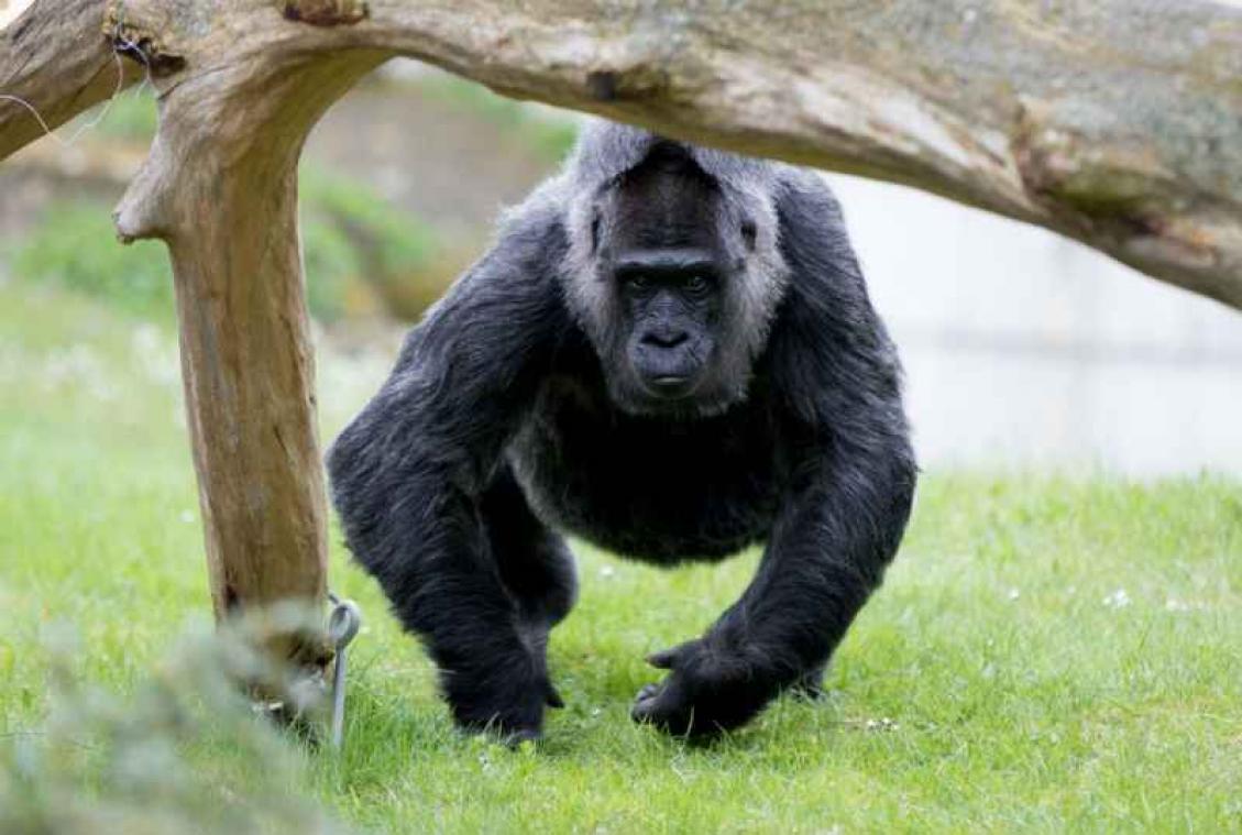 Man loopt marathon in gorillapak