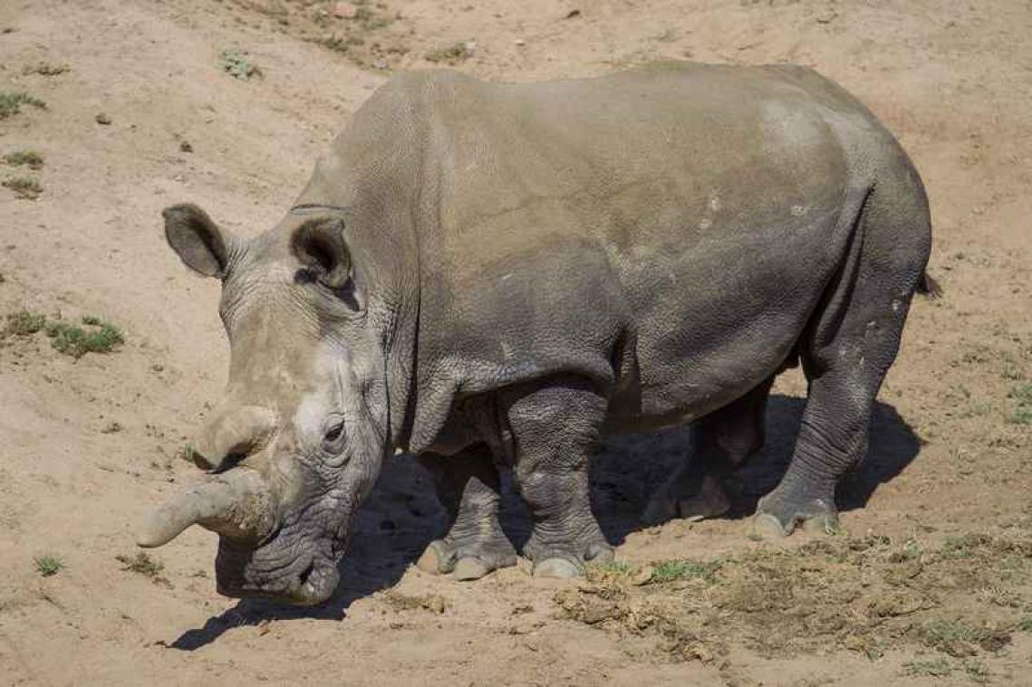 Tinder-profiel moet bedreigde neushoorn redden