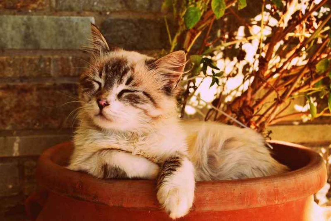 Daarom nestelt je kat zich graag in kleine ruimtes