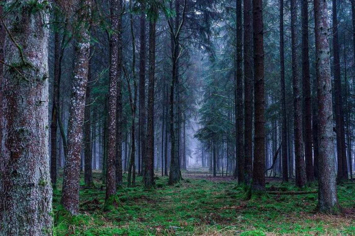 WWF wil duurzaam hout aan de man brengen