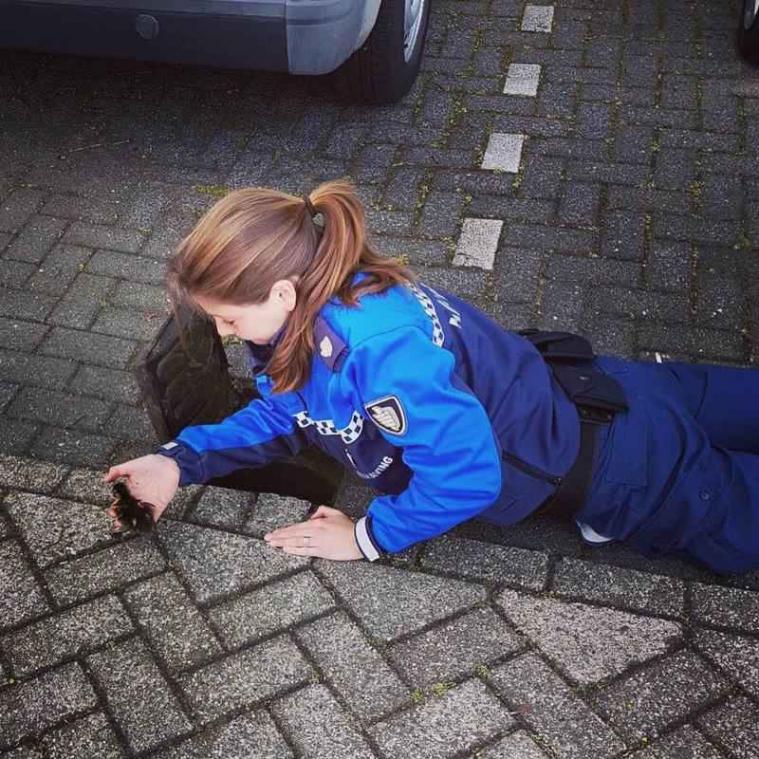 Stadswacht redt eendenkuikentjes uit rioolput