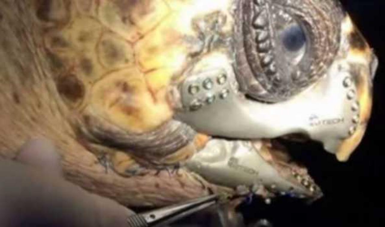 Schildpad overleeft dankzij 3D-bek