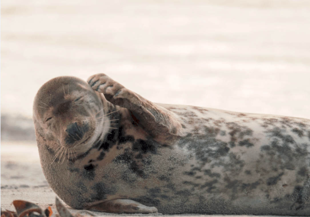 Zeehonden worden tijdelijk doof door lawaai scheepvaartverkeer