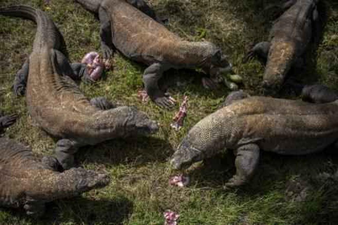 Komodovaraan valt toerist aan in Indonesisch natuurpark