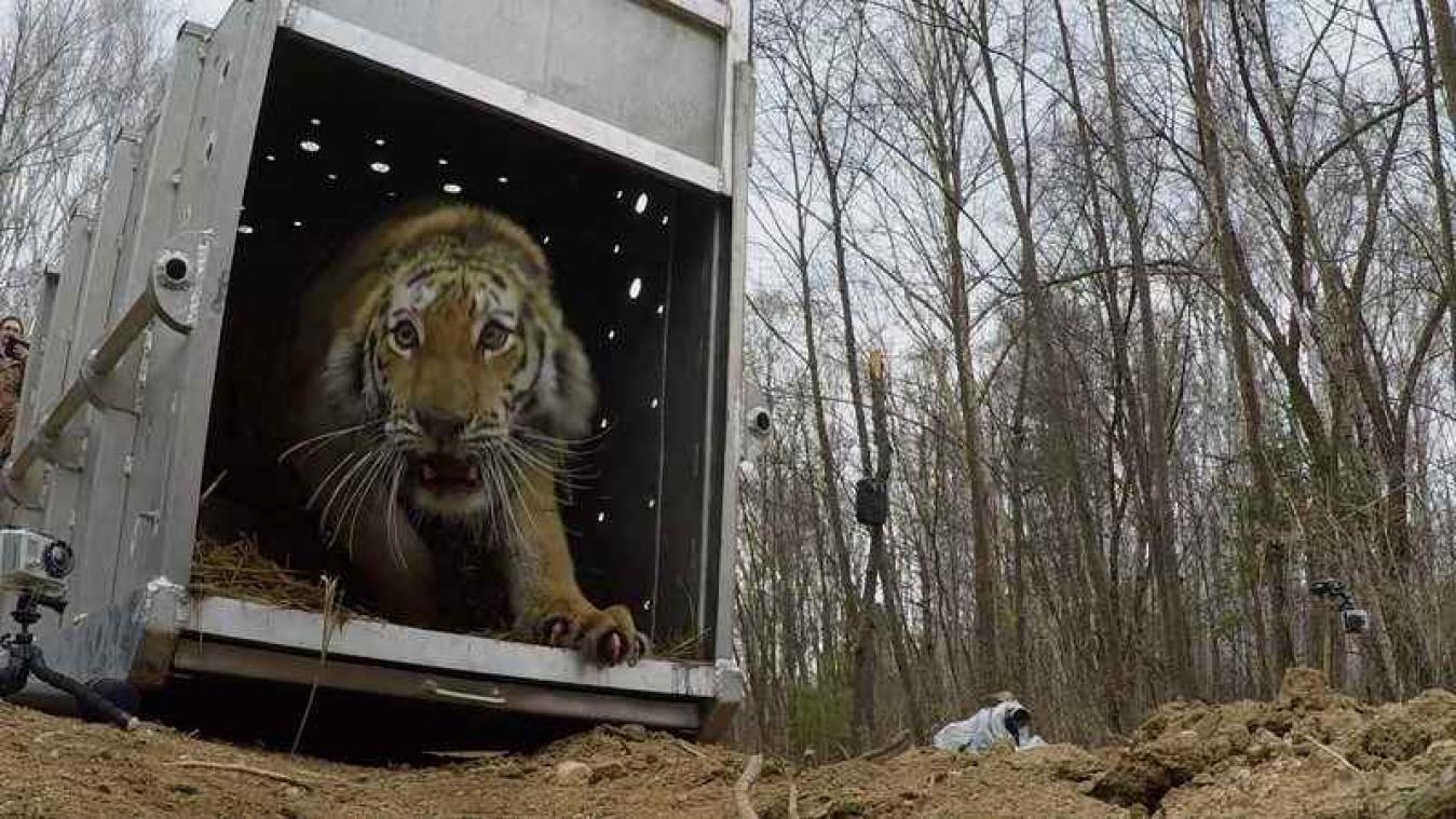Zeldzame Siberische tijger vrijgelaten in de natuur