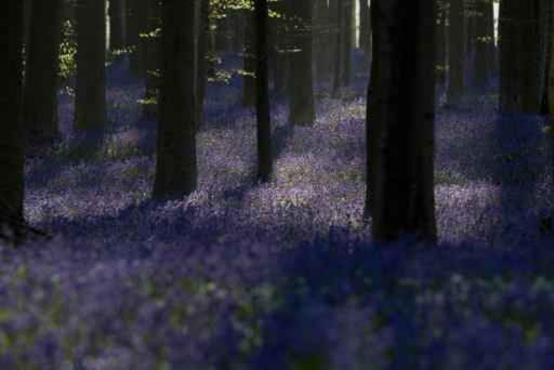Populariteit van hyacinten in Hallerbos neemt nog toe