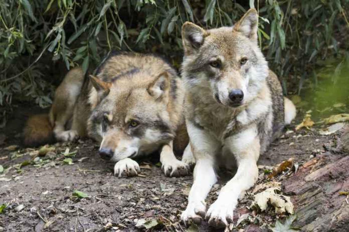 Na meer dan 200 jaar opnieuw roedel wolven in Denemarken