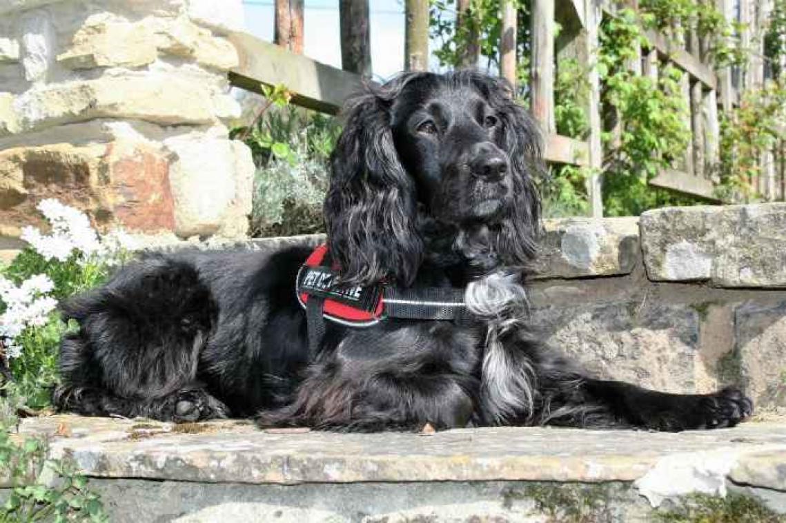 Is deze hond de grootste kattenvriend ter wereld?