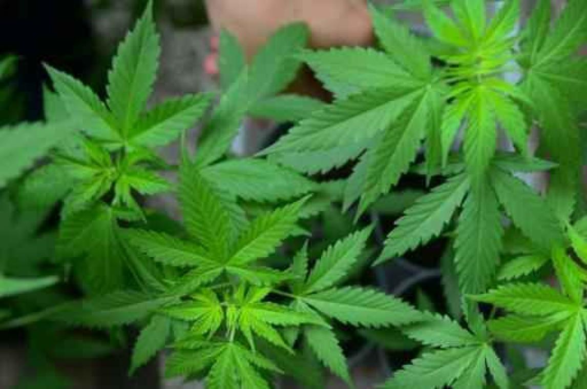 Komiek Manu Moreau aangehouden in onderzoek naar cannabisvereniging
