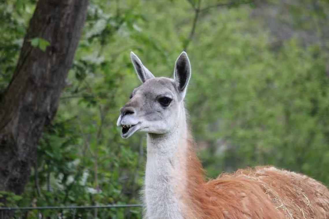 Treinen lopen vertraging op door lama's