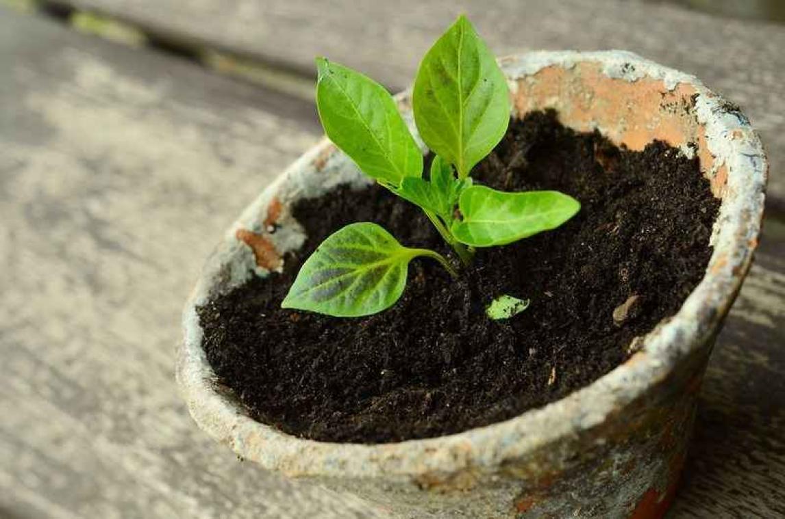 Australië vernietigt per ongeluk kostbare plantencollectie