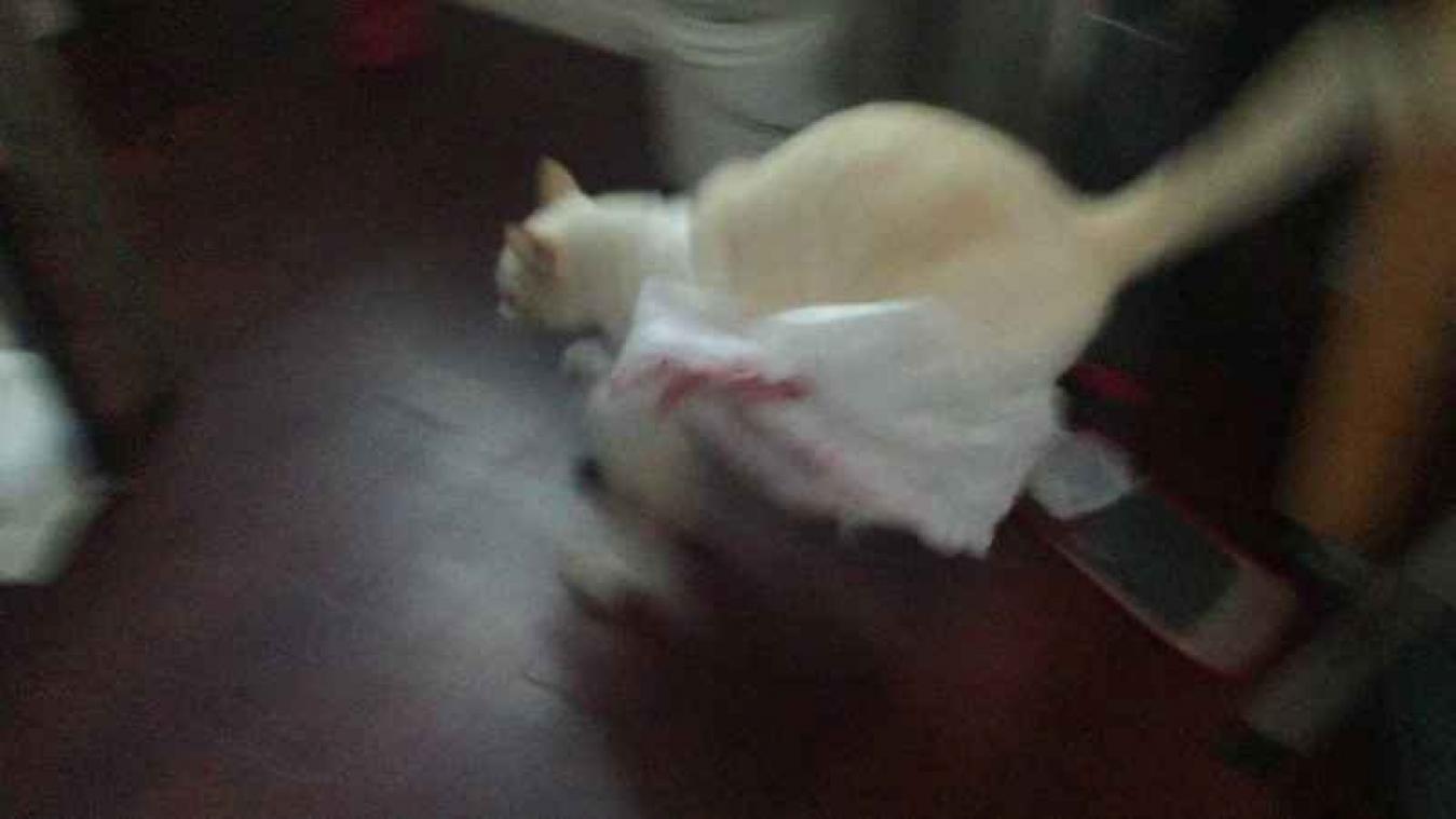 VIDEO. Nieuwsgierige kat wordt helemaal gek in plastic zak