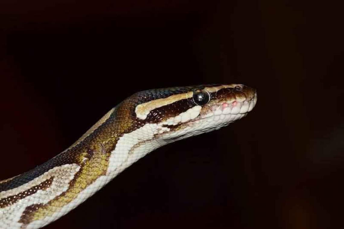 Sam de python is weer thuis
