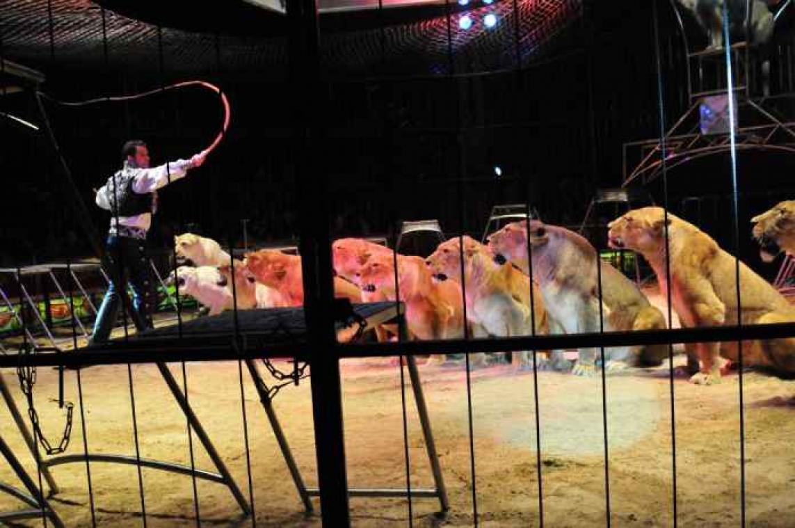 Circusartiest bij de keel gegrepen door leeuw voor ogen van kinderen