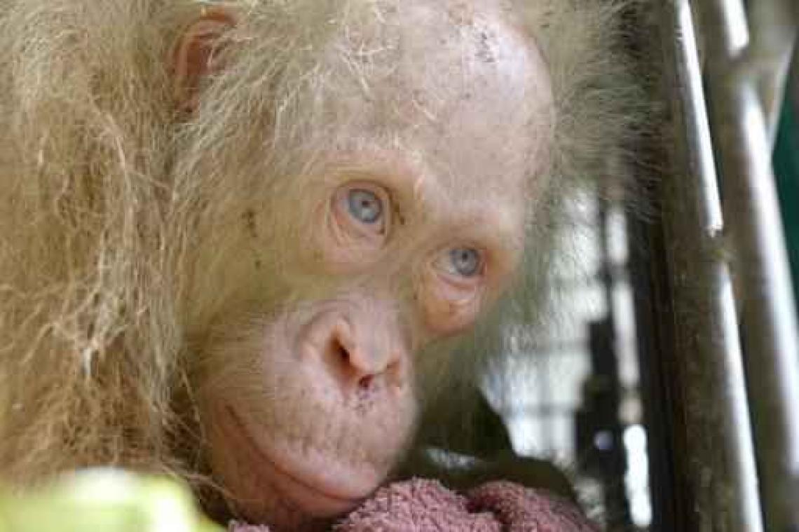 Naam gezocht voor zeldzame albino orang-oetang