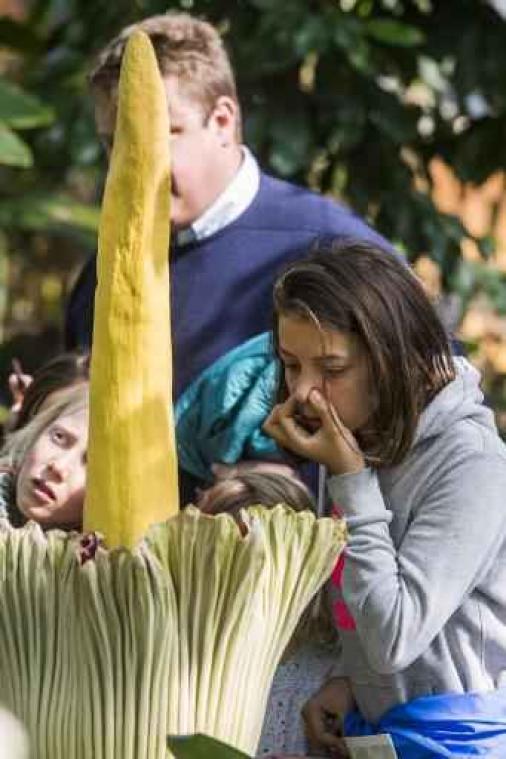 "Grootste reuzenaronskelk ooit in België" bloeit in Gentse plantentuin