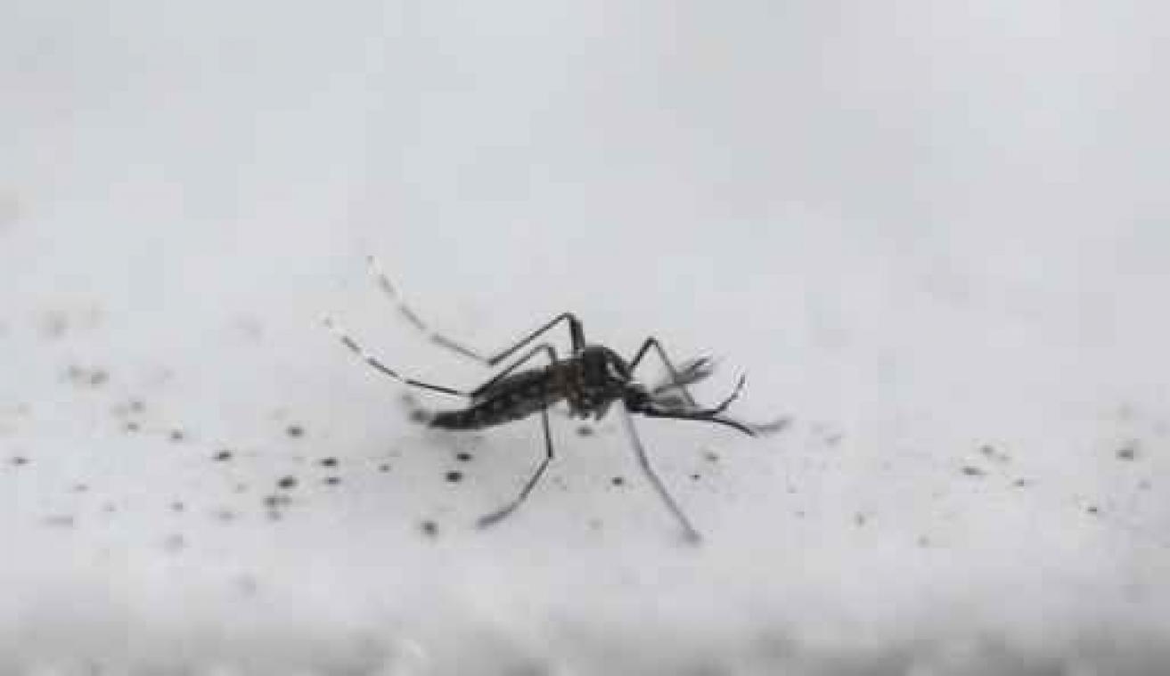 Zikavirus - Brazilië heft noodtoestand na achttien maanden op