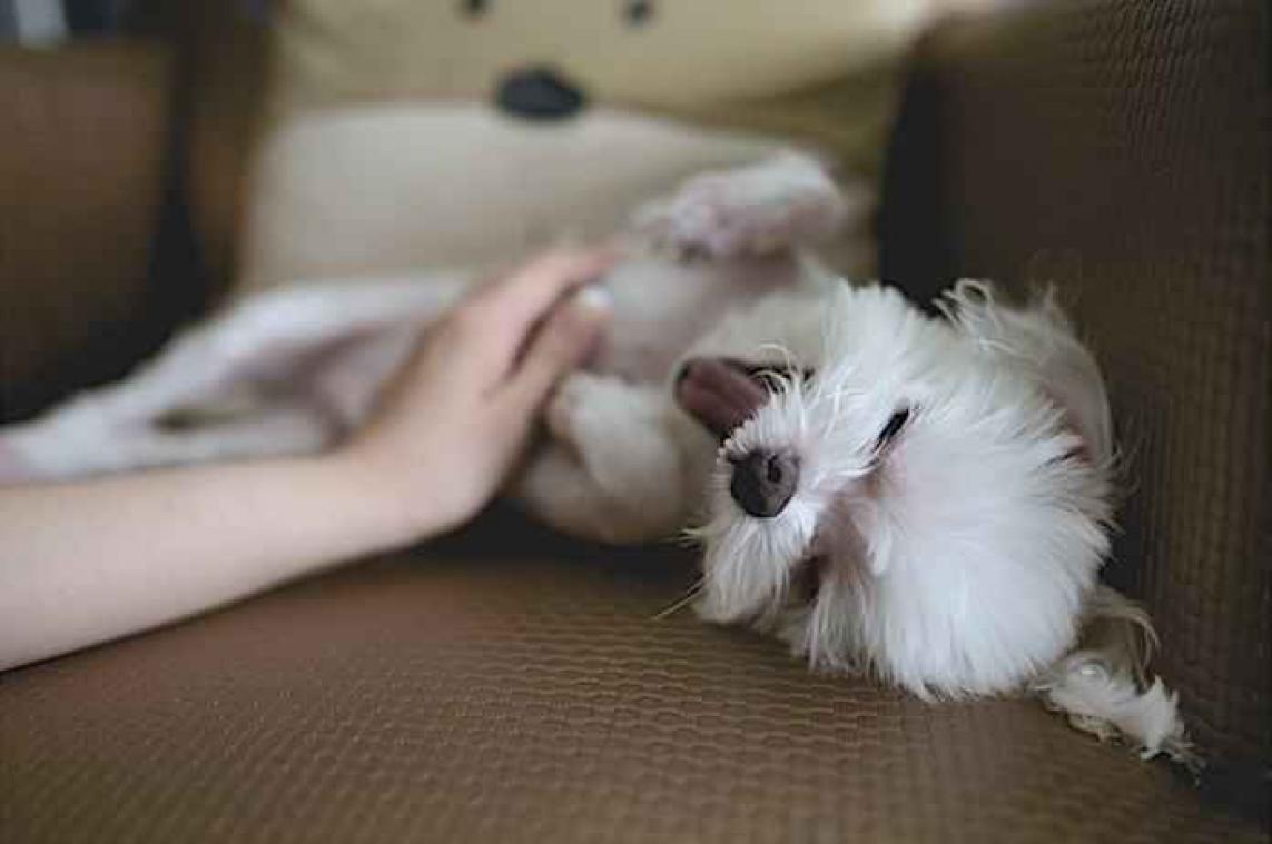 Science says: hond vermindert stress bij kinderen