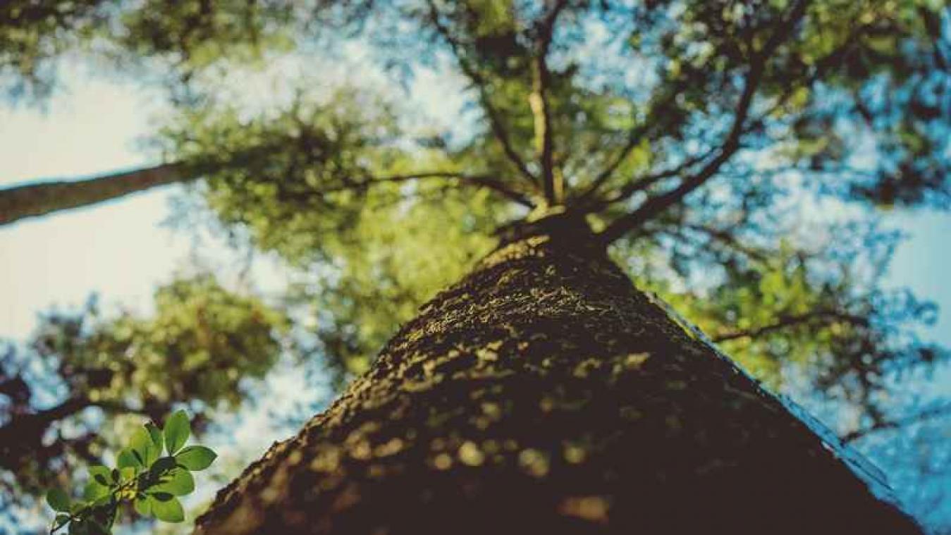 Nederlandse politie zoekt naar man die bomen swaffelt'