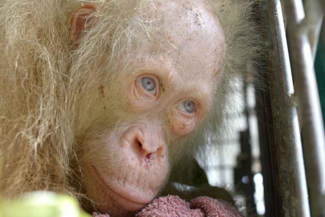 Albino orang-oetan krijgt naam